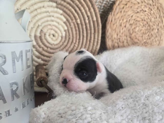 Boston Terrier Puppies media 15