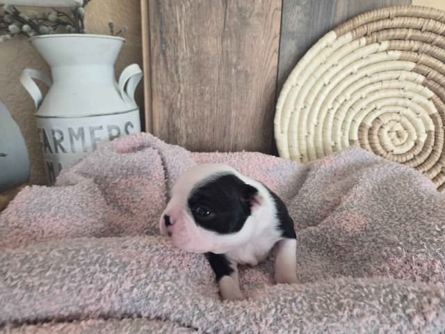 Boston Terrier Puppies media 18