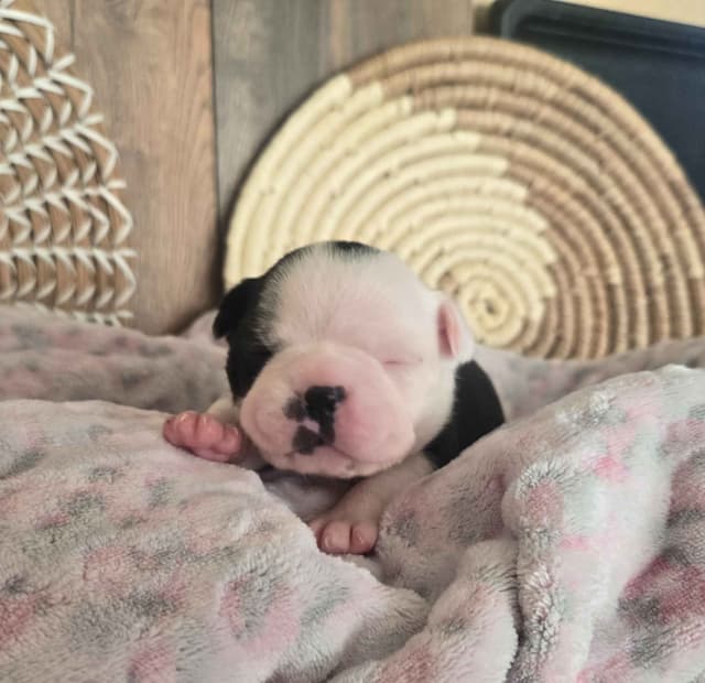 Boston Terrier Puppies media 20