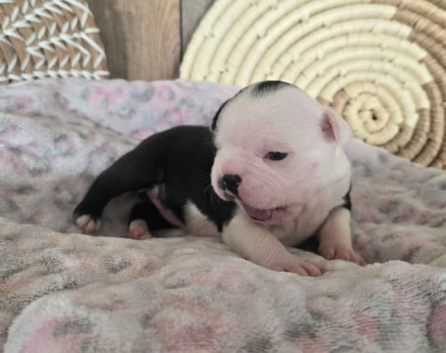 Boston Terrier Puppies media 3