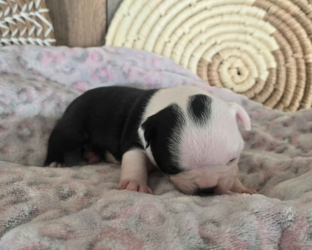 Boston Terrier Puppies media 21