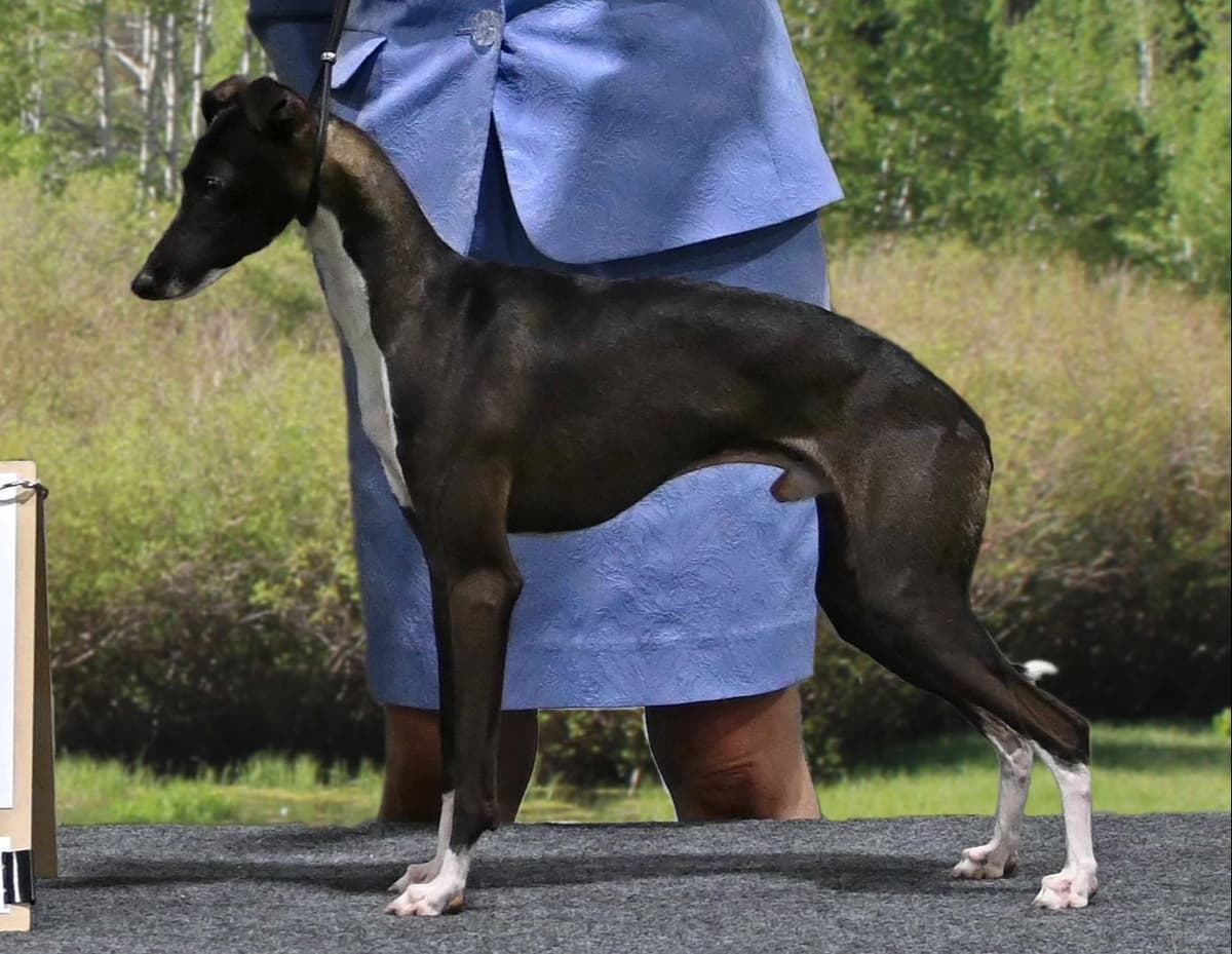 Italian Greyhound Puppies breeder image 1