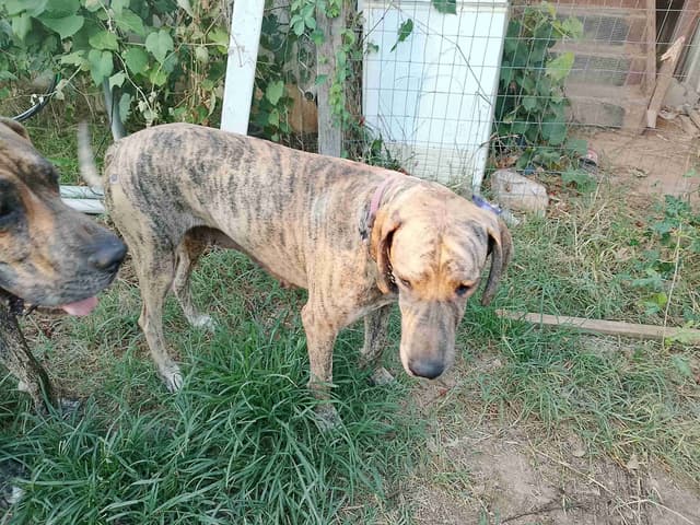 Brindle and Fawn Great Dane Puppies media 4
