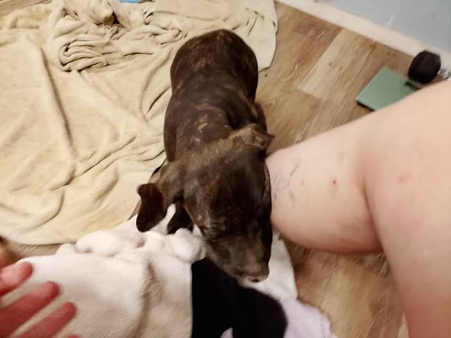 Brindle and Fawn Great Dane Puppies media 8
