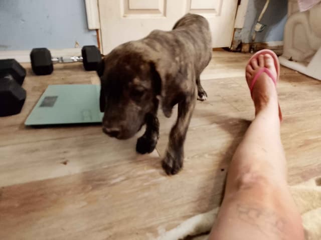 Brindle and Fawn Great Dane Puppies media 6