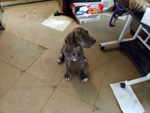 Brindle and Fawn Great Dane Puppies media 5