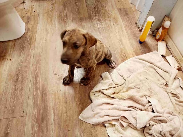 Brindle and Fawn Great Dane Puppies media 10