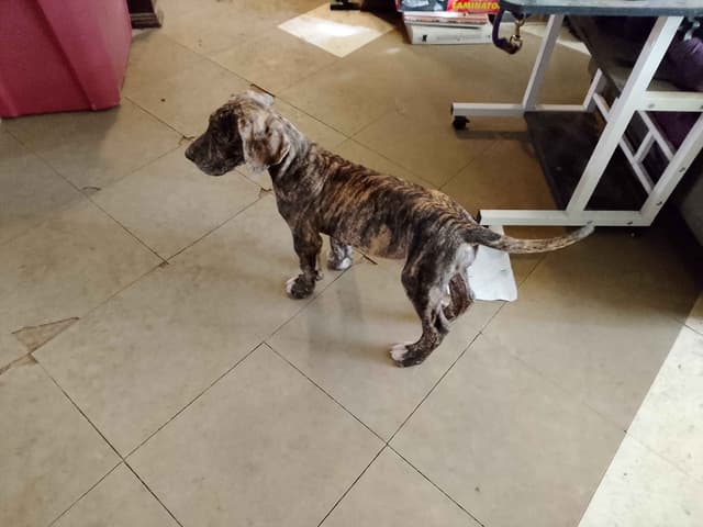Brindle and Fawn Great Dane Puppies media 14