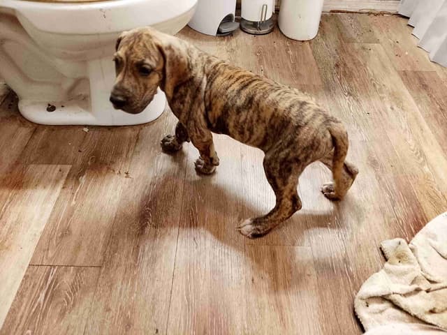 Brindle and Fawn Great Dane Puppies media 12