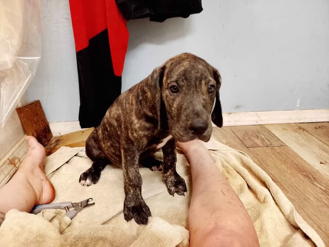Brindle and Fawn Great Dane Puppies media 13