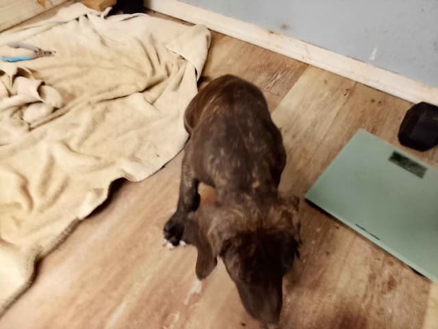 Brindle and Fawn Great Dane Puppies media 17
