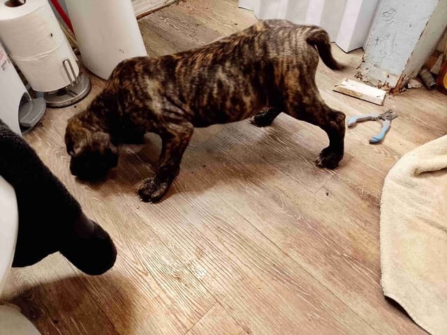 Brindle and Fawn Great Dane Puppies media 18