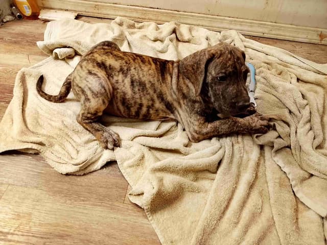 Brindle and Fawn Great Dane Puppies media 16