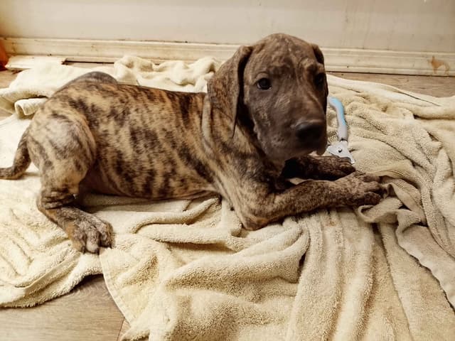 Brindle and Fawn Great Dane Puppies media 15