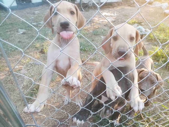 Brindle and Fawn Great Dane Puppies media 19