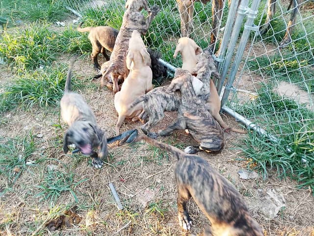 Brindle and Fawn Great Dane Puppies media 20