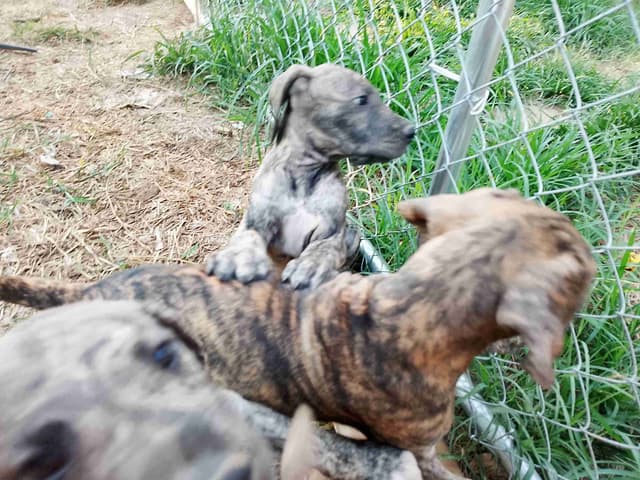 Brindle and Fawn Great Dane Puppies media 21