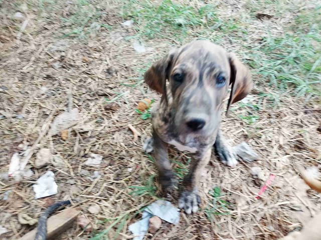 Brindle and Fawn Great Dane Puppies media 22