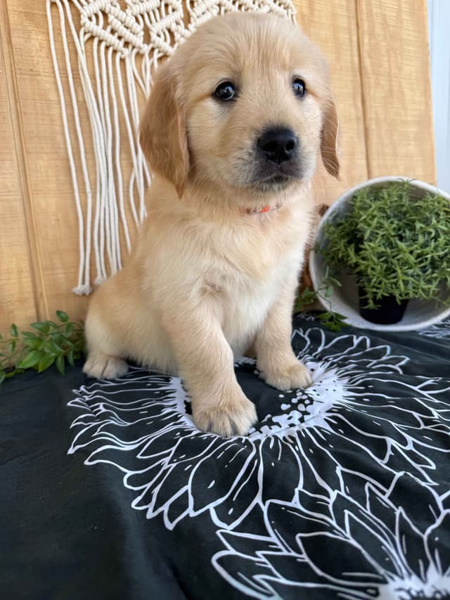 Golden Retrievers media 2