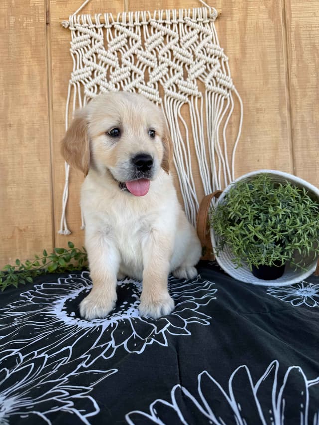 Golden Retrievers media 3