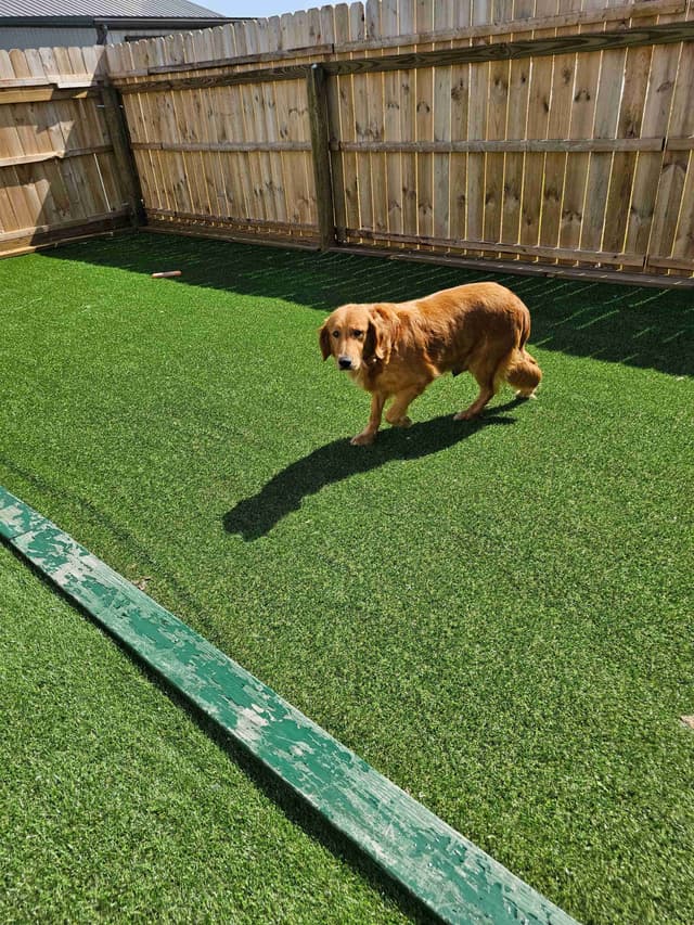 Golden Retrievers media 4