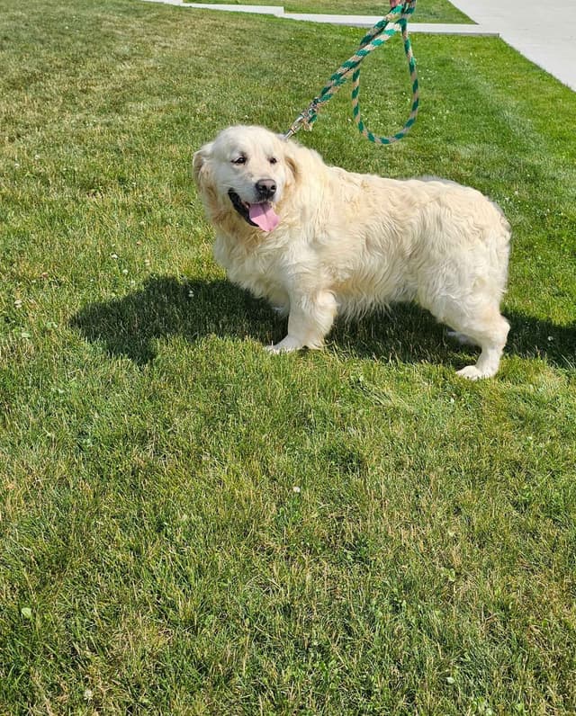 Golden Retrievers media 5