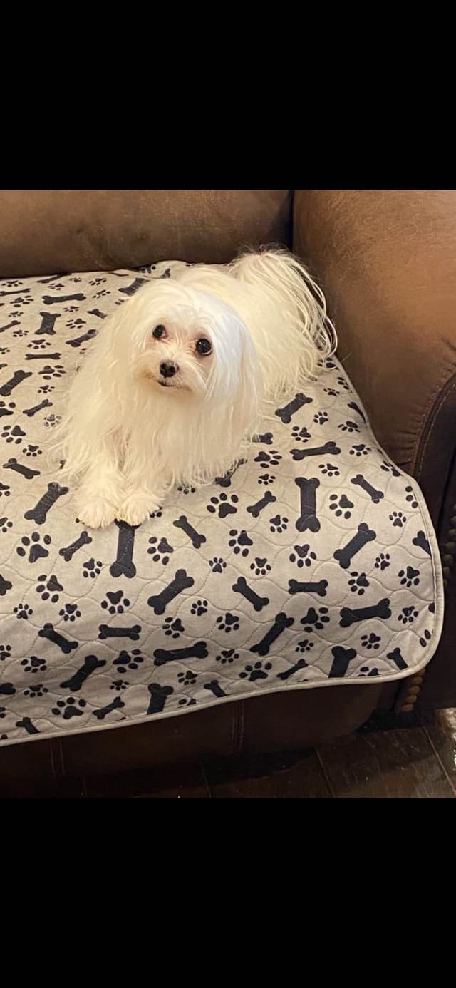 Maltese Puppies media 2