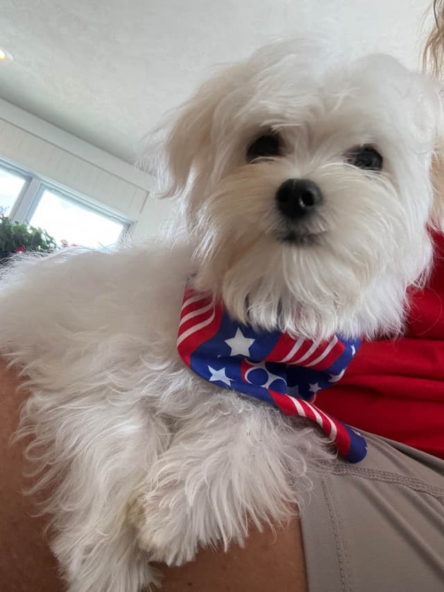 Maltese Puppies media 4