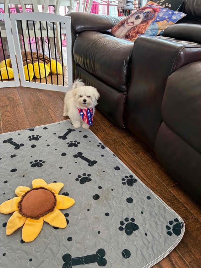 Maltese Puppies media 3