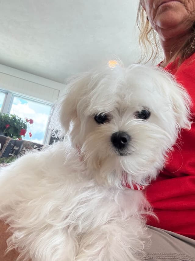 Maltese Puppies media 5