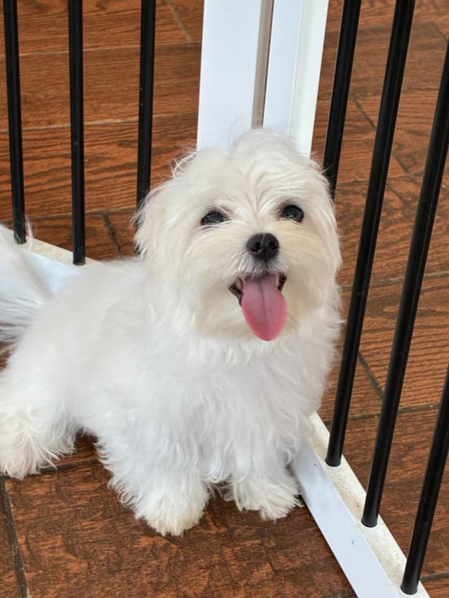 Maltese Puppies media 6