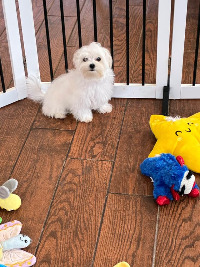 Maltese Puppies media 8