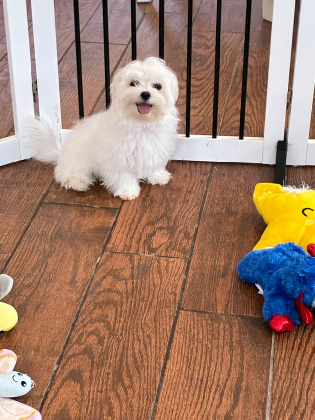 Maltese Puppies media 9