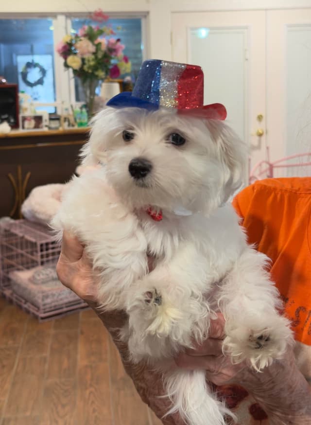 Maltese Puppies media 3
