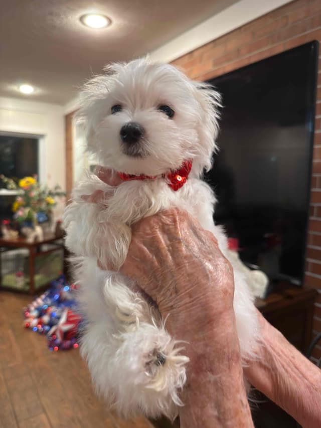 Maltese Puppies media 4