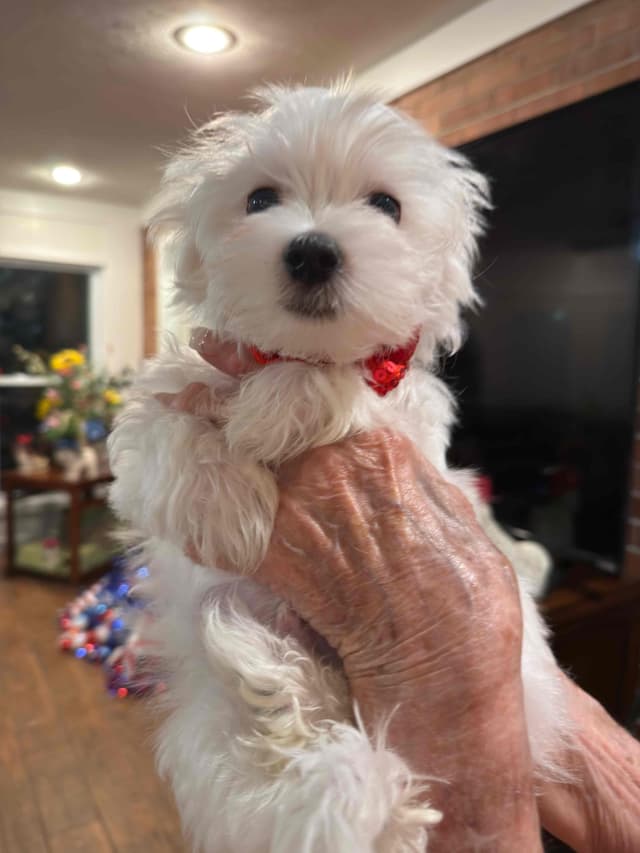 Maltese Puppies media 6