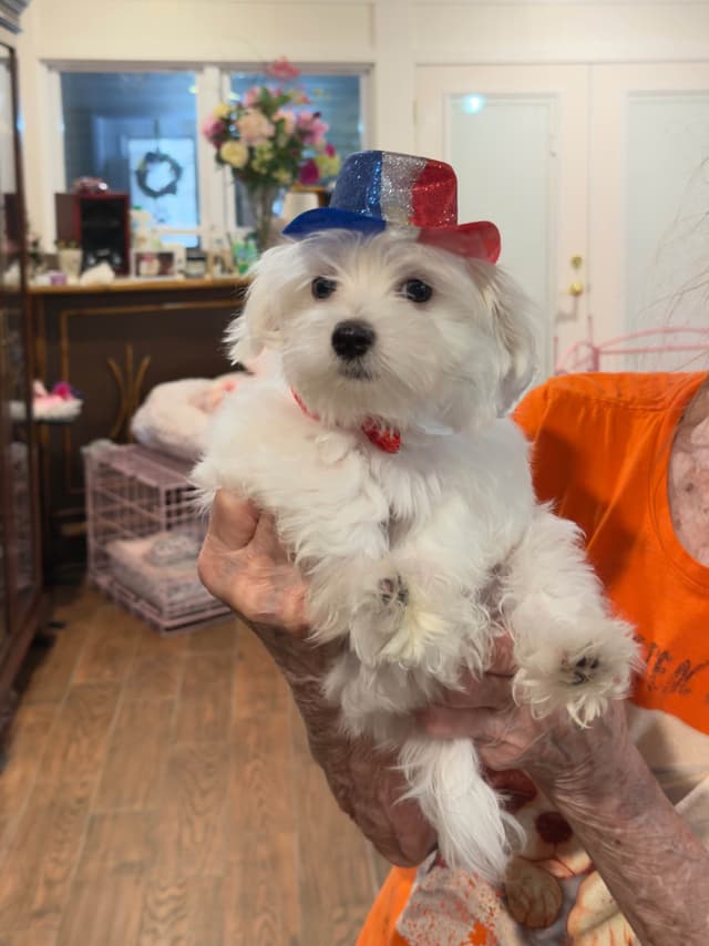 Maltese Puppies media 5