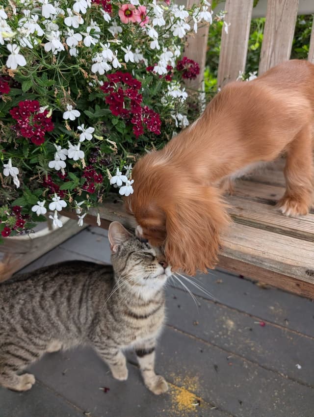 Cavalier King Charles Spaniel Puppies media 3