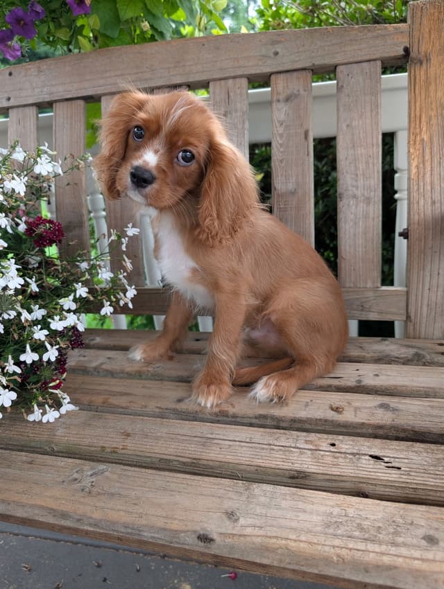 Cavalier King Charles Spaniel Puppies media 2