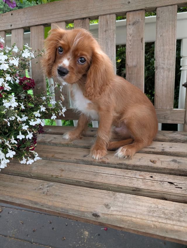 Cavalier King Charles Spaniel Puppies media 5
