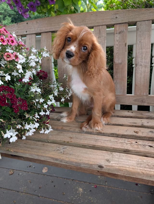 Cavalier King Charles Spaniel Puppies media 4