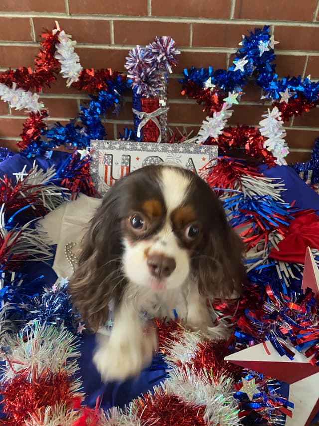 Cavalier King Charles Spaniel Puppies media 6