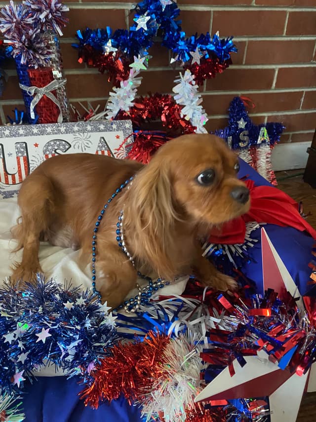 Cavalier King Charles Spaniel Puppies media 7
