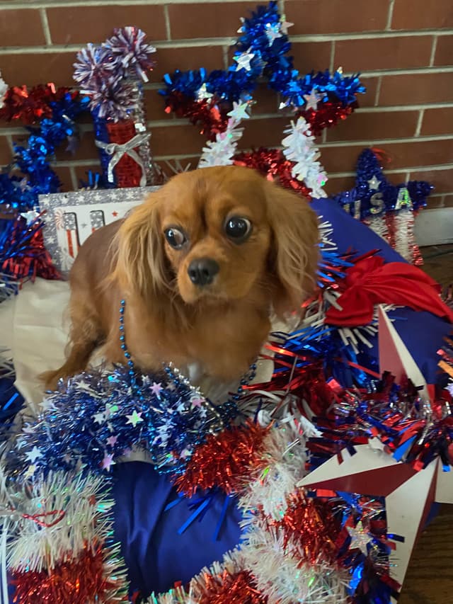 Cavalier King Charles Spaniel Puppies media 8