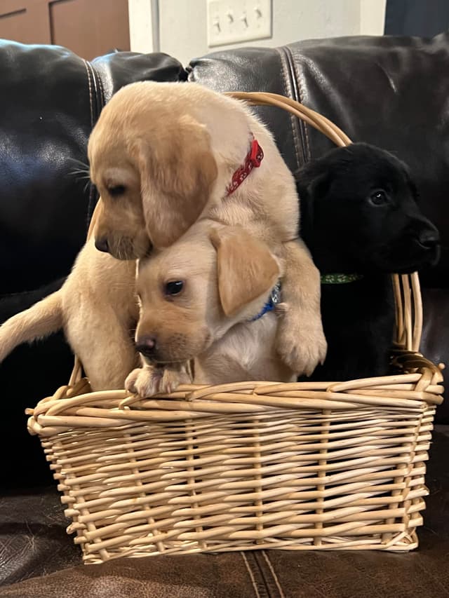 Labrador Retriever Puppies media 4