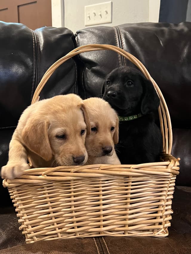 Labrador Retriever Puppies media 3