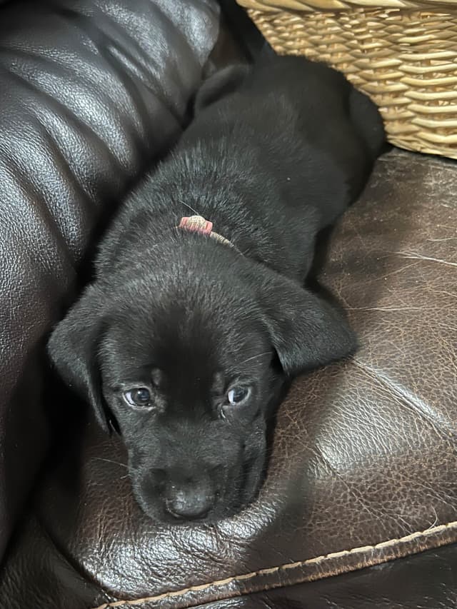 Labrador Retriever Puppies media 7