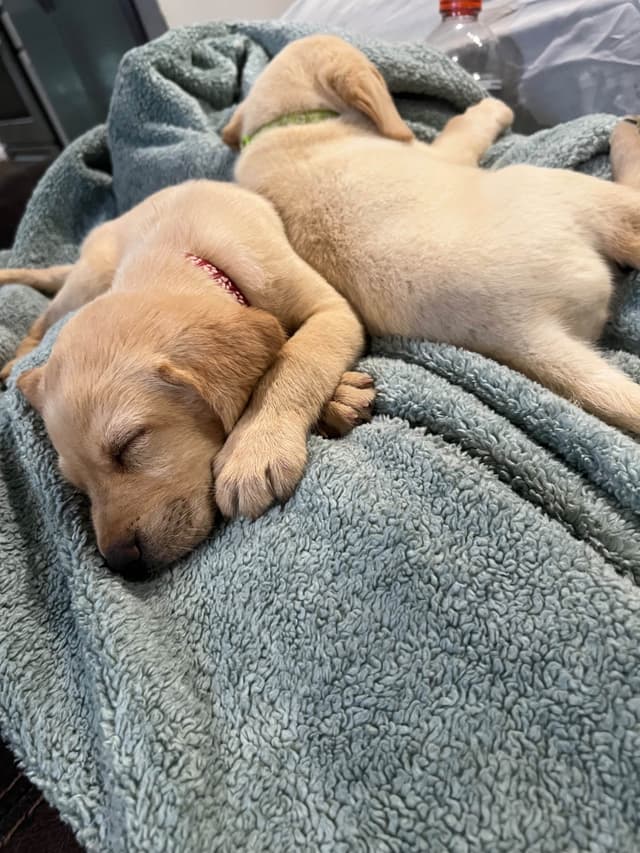Labrador Retriever Puppies media 5