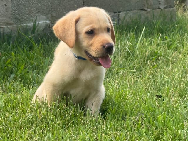 Labrador Retriever Puppies media 2