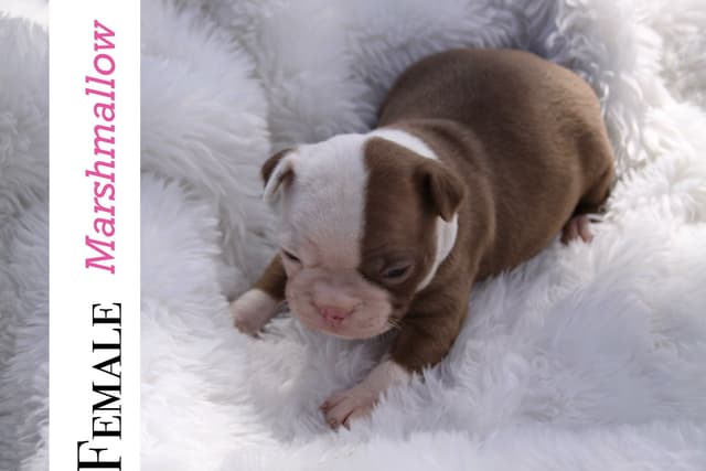 Boston Terrier Puppies media 3